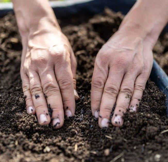 hands planting seeds